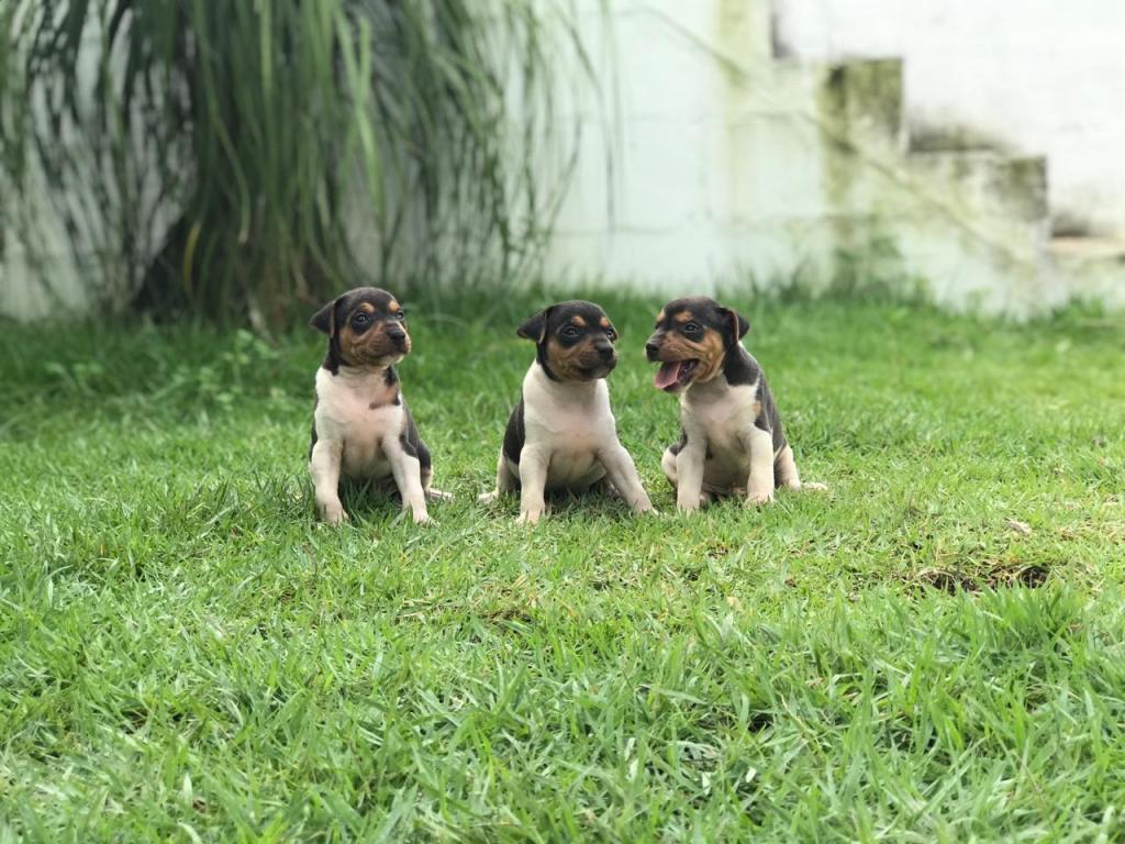 Lindos Filhotes Machos